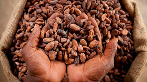 cocoa farmers